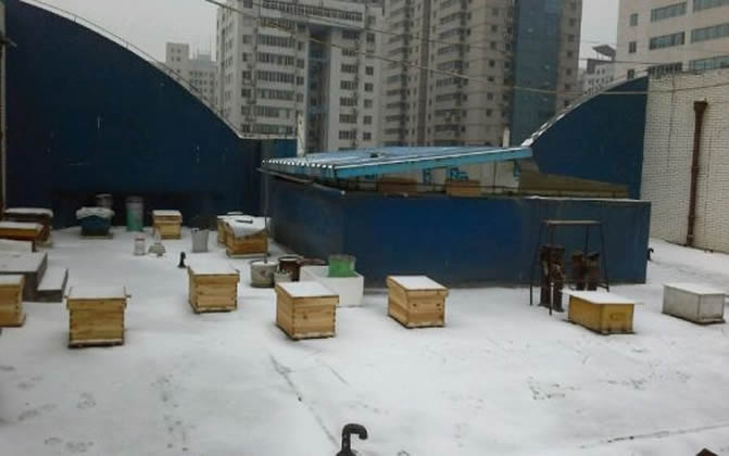 陽臺養(yǎng)蜂 陽臺養(yǎng)蜂