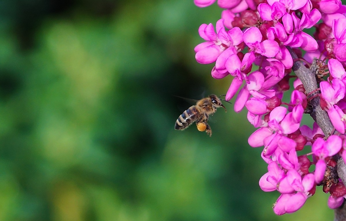 新手養蜂要先學什么技術(新手怎么學養蜂) 新手養蜂要先學什么技術(新手怎么學養蜂)
