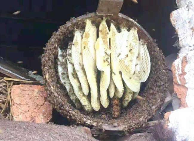 什么是土法養蜂技術？