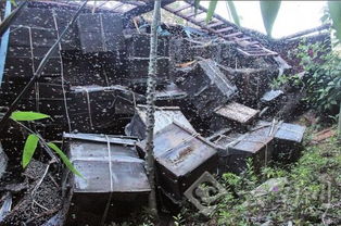 不取蜂蜜對蜜蜂好不好（中蜂養殖，多久取一次蜂蜜）