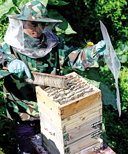 不取蜂蜜對蜜蜂好不好（中蜂養殖，多久取一次蜂蜜）