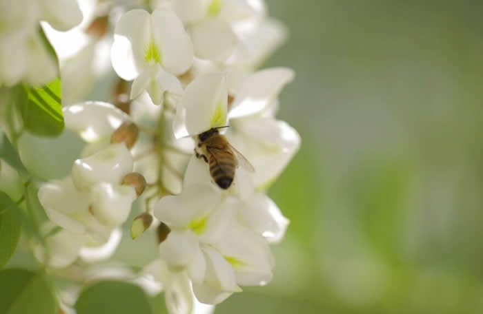 一箱意蜂洋槐花期能產多少蜜？