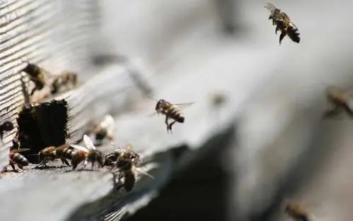 家里有很多蜜蜂怎么辦（家里突然來(lái)了好多蜜蜂怎么辦）