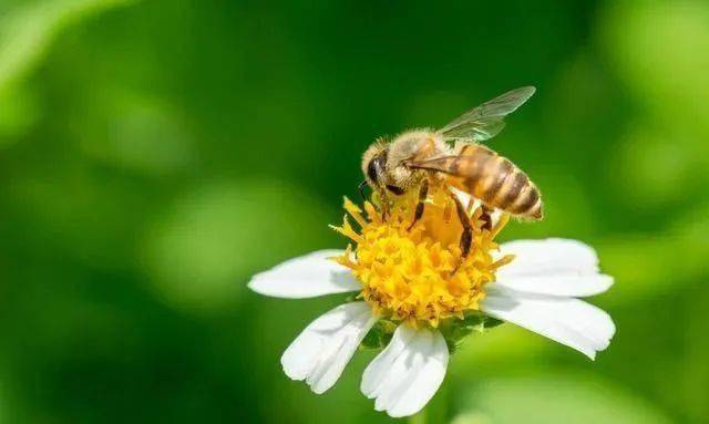 冬天蜜蜂缺蜜有什么表現（冬天蜜蜂缺蜜怎么辦）