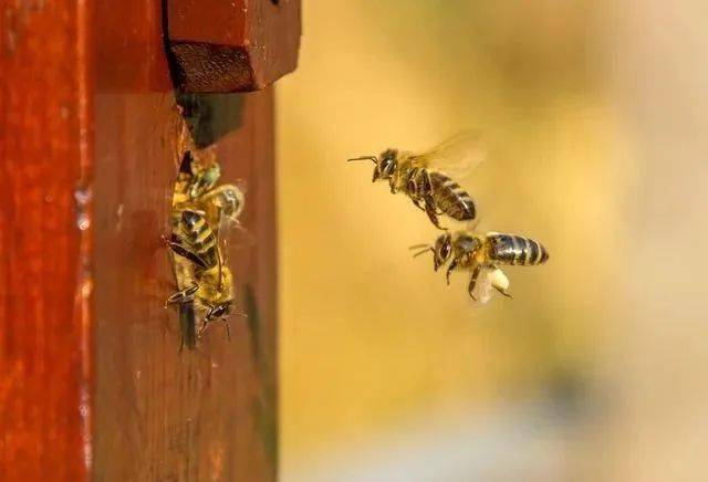 冬天蜜蜂缺蜜有什么表現（冬天蜜蜂缺蜜怎么辦）