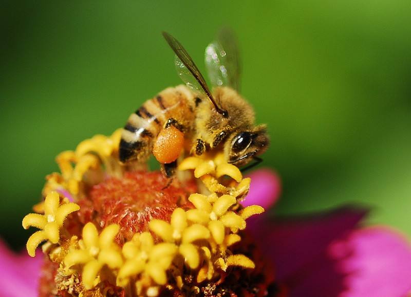 蜜蜂采花蜜是為了什么？