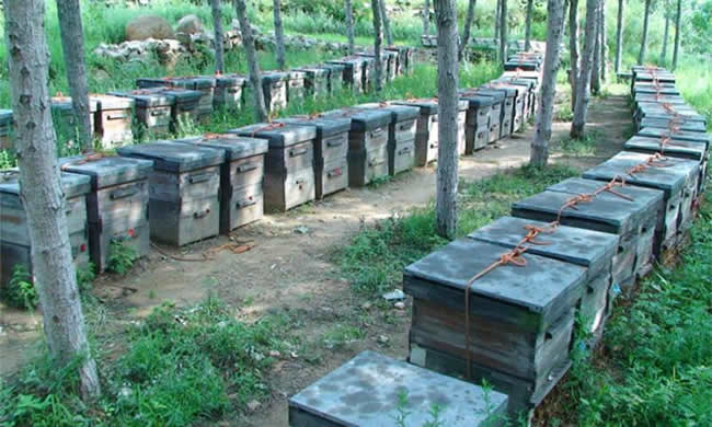 養(yǎng)殖蜜蜂應(yīng)該如何擺放蜂箱？