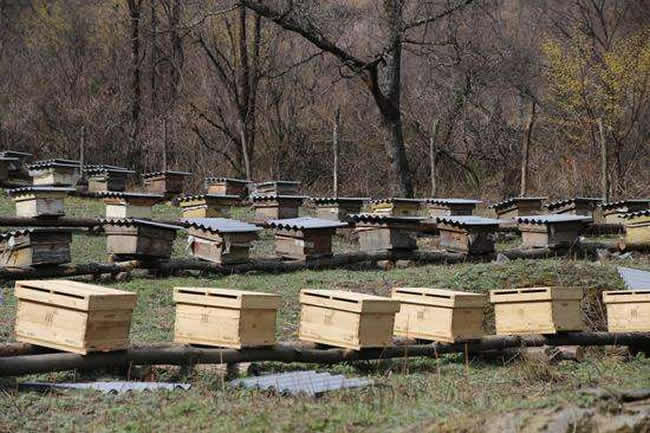 養(yǎng)殖蜜蜂應(yīng)該如何擺放蜂箱？