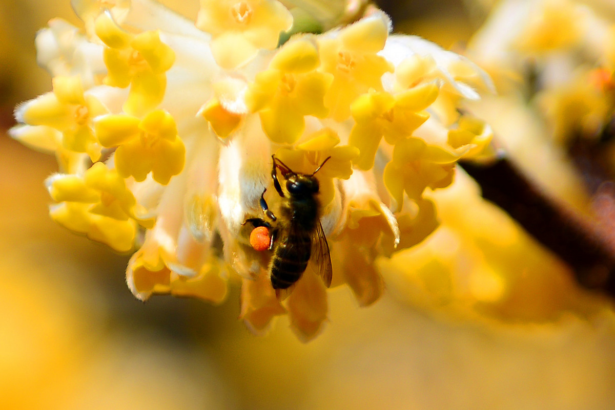 大蜂螨的特點(diǎn)與防治方法(大蜂螨怎么治效果最好) 大蜂螨的特點(diǎn)與防治方法(大蜂螨怎么治效果最好)