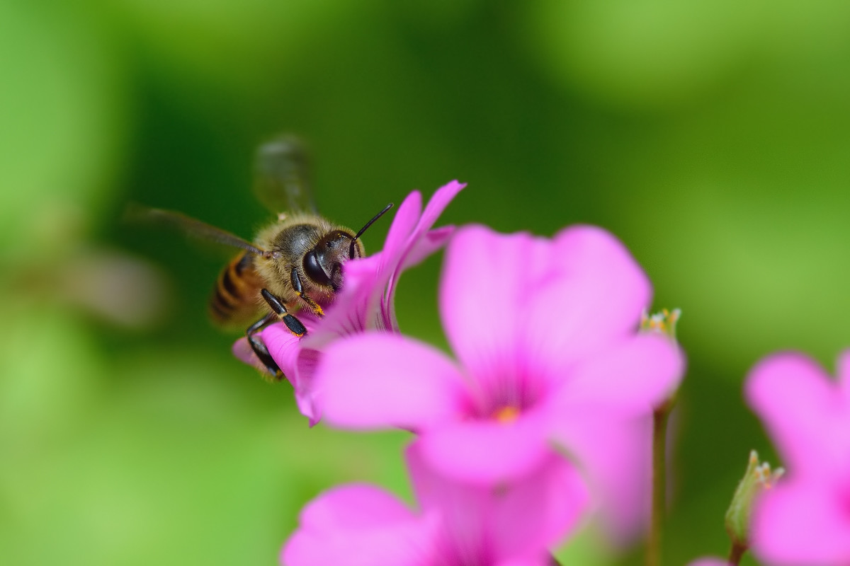 大蜂螨的特點(diǎn)與防治方法(大蜂螨怎么治效果最好) 大蜂螨的特點(diǎn)與防治方法(大蜂螨怎么治效果最好)