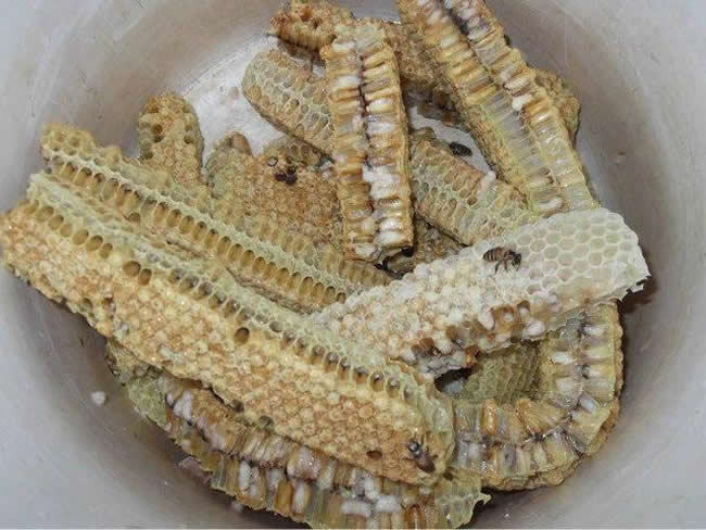 如何區(qū)別蜜蜂蛹和胡蜂蛹？