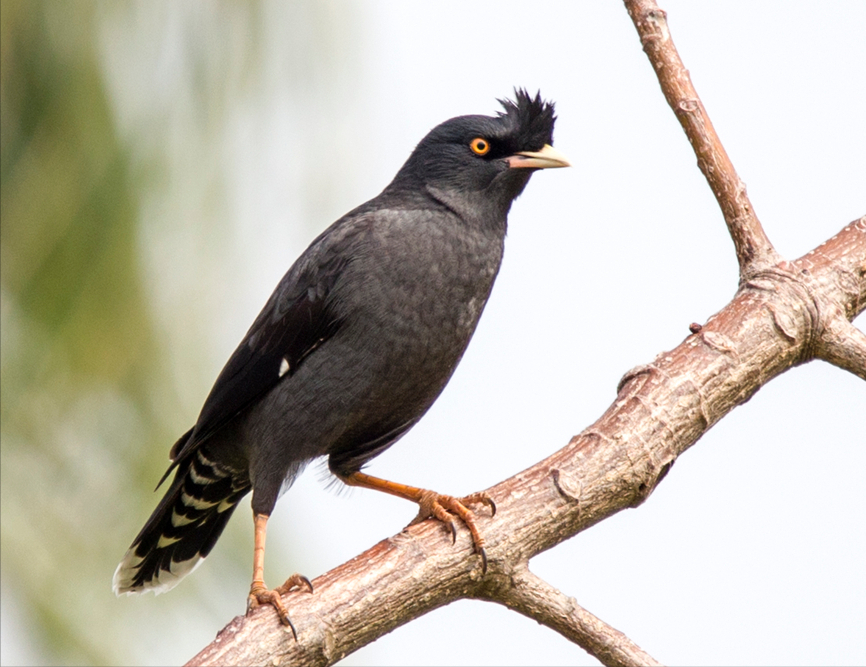 20萬只粉紅椋鳥馳援新疆滅蝗，護40萬畝草場！蝗災到底有多可怕？