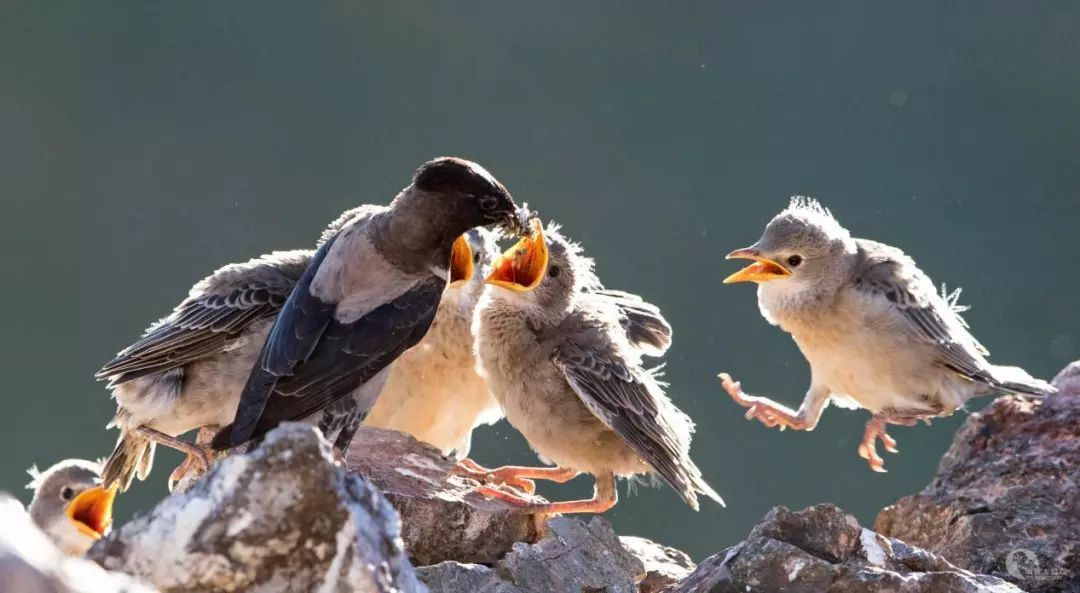 20萬只粉紅椋鳥馳援新疆滅蝗，護40萬畝草場！蝗災到底有多可怕？
