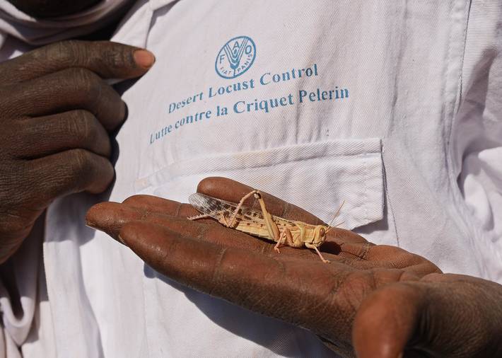 20萬只粉紅椋鳥馳援新疆滅蝗，護40萬畝草場！蝗災到底有多可怕？