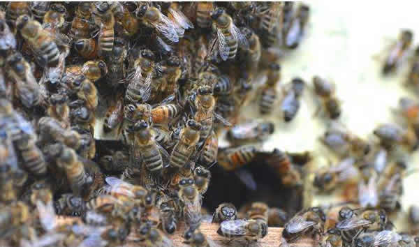 蜜蜂自然分蜂一年有幾次？