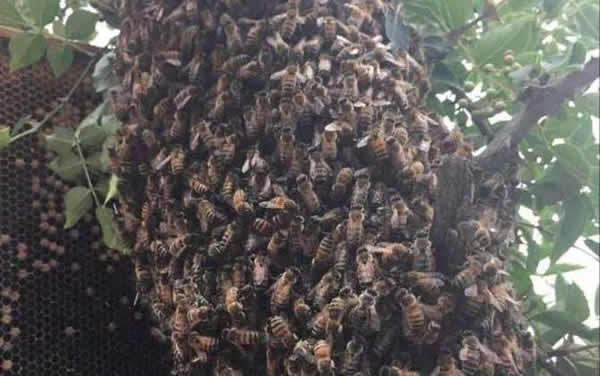 蜜蜂自然分蜂一年有幾次？