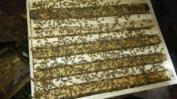 蜜蜂白堊病如何防治? 蜜蜂白堊病如何防治?