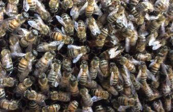 蜜蜂白堊病如何防治? 蜜蜂白堊病如何防治?