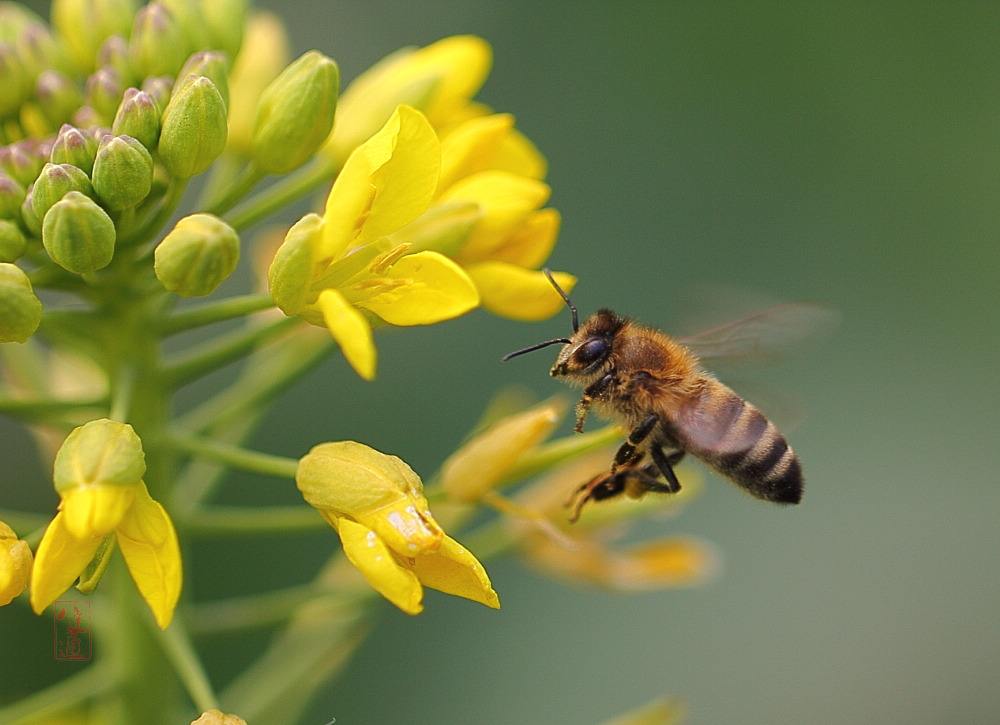 蜜蜂白堊病如何防治? 蜜蜂白堊病如何防治?