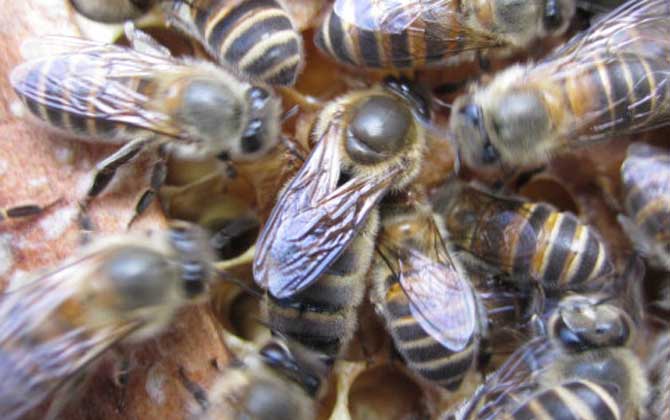 華中中蜂與阿壩中蜂產(chǎn)蜜量對(duì)比（阿壩中蜂一年能產(chǎn)多少蜜）