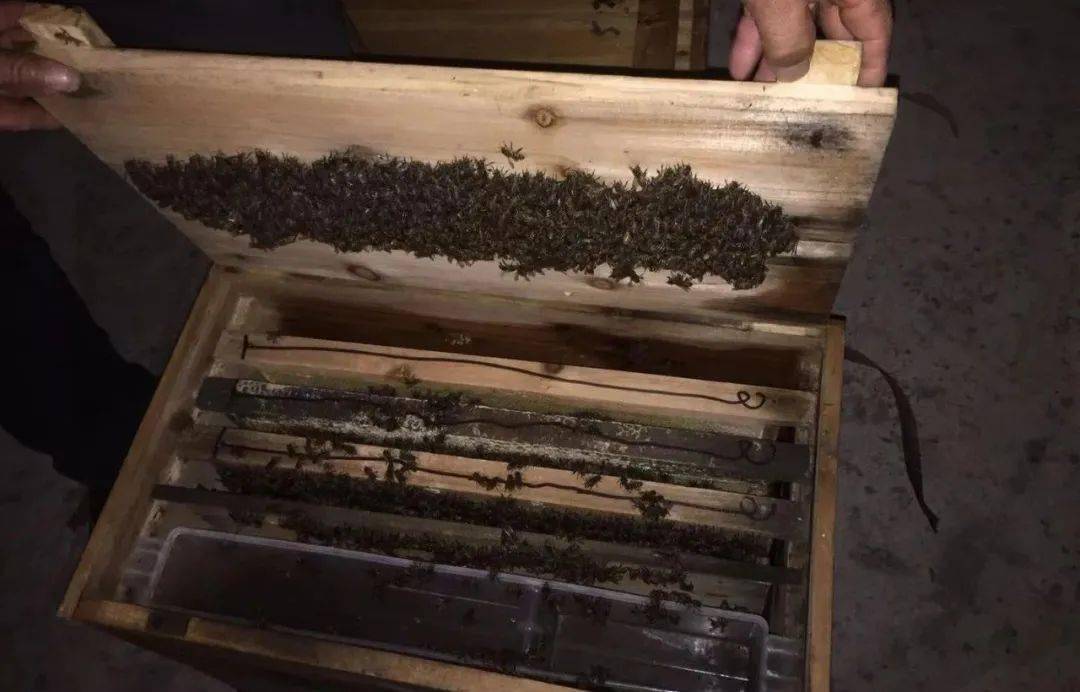 網(wǎng)上買的蜂群怎樣過箱（網(wǎng)購蜜蜂怎么過箱）