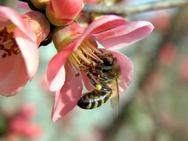 蜜蜂蜇人預示什么?有什么寓意?(民間被蜜蜂蜇了說法) 蜜蜂蜇人預示什么?有什么寓意?(民間被蜜蜂蜇了說法)