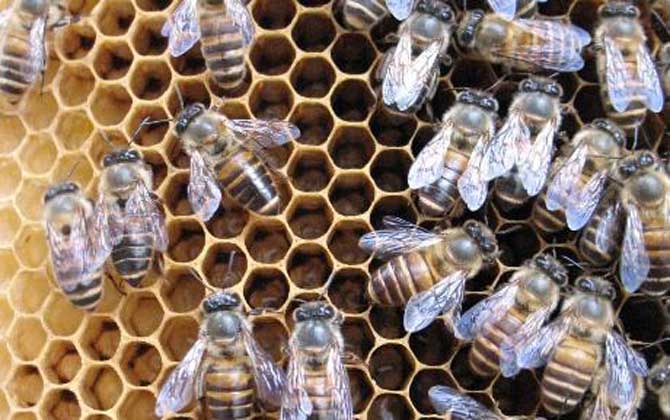 阿壩中蜂有哪些優(yōu)點和缺點（阿壩中蜂的特點）