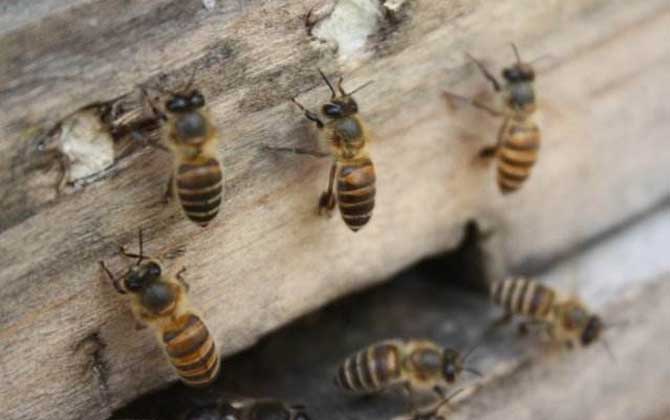 阿壩中蜂有哪些優(yōu)點和缺點（阿壩中蜂的特點）