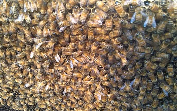 阿壩中蜂有哪些優(yōu)點和缺點（阿壩中蜂的特點）