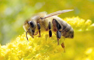 阿壩中蜂適合業余養殖嗎（業余養蜂，需要投資多少）