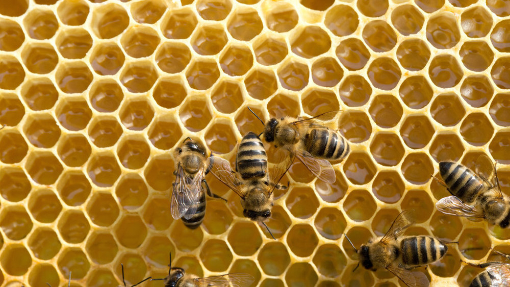 人工蜜蜂巢礎(chǔ)的制作方法(自制簡易巢礎(chǔ)) 人工蜜蜂巢礎(chǔ)的制作方法(自制簡易巢礎(chǔ))