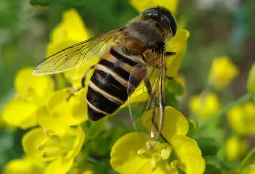 被蜜蜂蟄了.會(huì)自己好起來(lái)嗎(被馬蜂蟄了又腫又癢，不處理會(huì)自行恢復(fù)嗎)