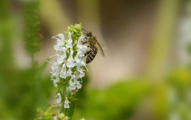 老人說被蜜蜂蟄了是好事（為什么老人說被蜜蜂蟄是好事）