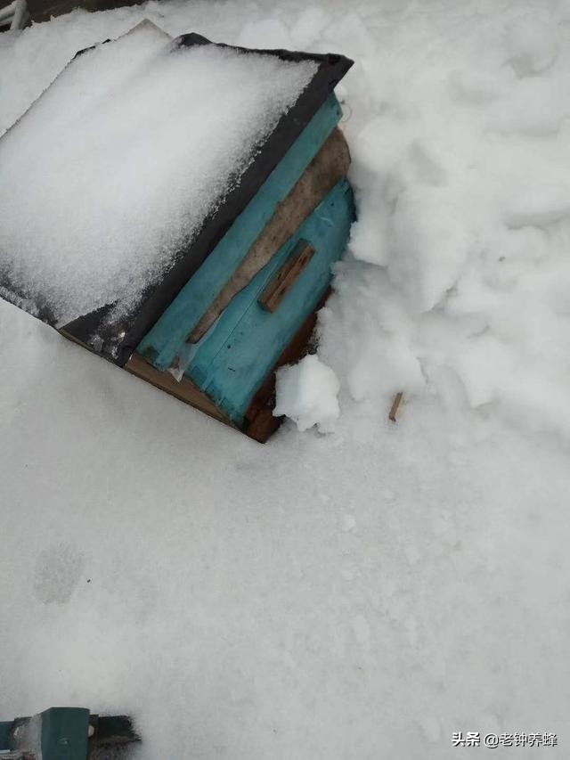 東北黑龍江蜜蜂過(guò)冬，為何頻頻受悶熱和熱傷？