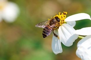 養(yǎng)蜂用的對(duì)聯(lián)（蜜蜂養(yǎng)殖業(yè)對(duì)聯(lián)大全）