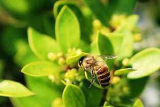 養(yǎng)蜂用的對(duì)聯(lián)（蜜蜂養(yǎng)殖業(yè)對(duì)聯(lián)大全）