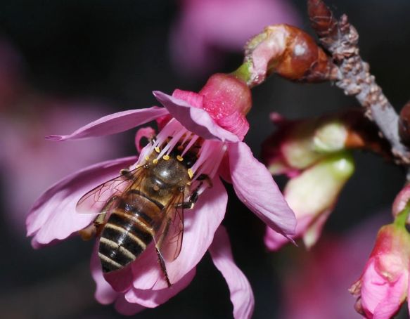 小蜂螨的危害及防治方法(蜂螨怎么治療和預防) 小蜂螨的危害及防治方法(蜂螨怎么治療和預防)