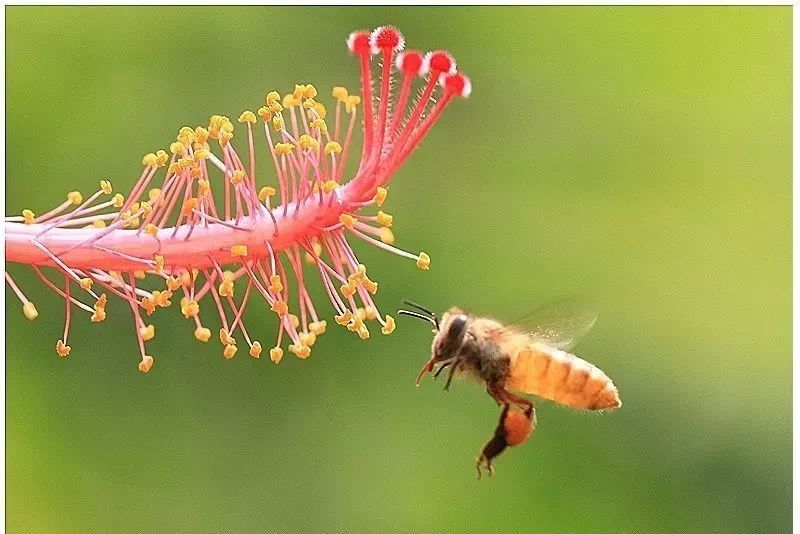 小蜂螨的危害及防治方法(蜂螨怎么治療和預防) 小蜂螨的危害及防治方法(蜂螨怎么治療和預防)