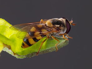 幾只工蜂直接飛進(jìn)空箱是什么情況（蜜蜂不結(jié)團(tuán)直接進(jìn)入空蜂箱，是蜜蜂變懶了嗎）
