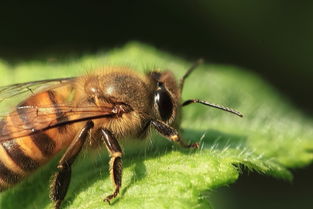 幾只工蜂直接飛進(jìn)空箱是什么情況（蜜蜂不結(jié)團(tuán)直接進(jìn)入空蜂箱，是蜜蜂變懶了嗎）