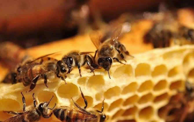 工蜂產的卵怎么處理 工蜂產卵