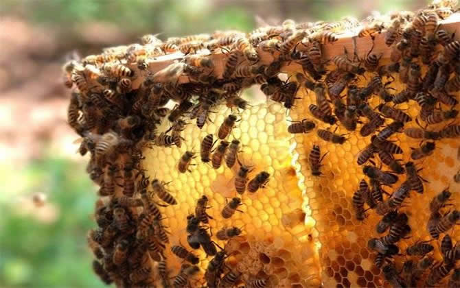 買蜂注意事項 買蜂注意事項