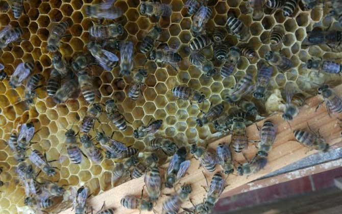 蜜蜂春繁加脾有規律么（蜜蜂春繁加脾規律有哪些）