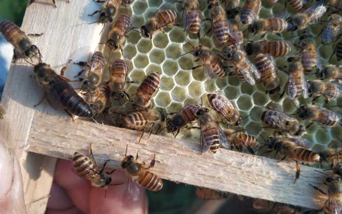 蜜蜂春繁加脾有規律么（蜜蜂春繁加脾規律有哪些）