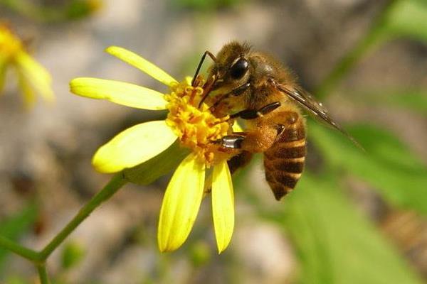 無(wú)王蜜蜂的養(yǎng)殖方法和注意事項(xiàng)（沒(méi)有蜂王養(yǎng)殖蜜蜂的方法）