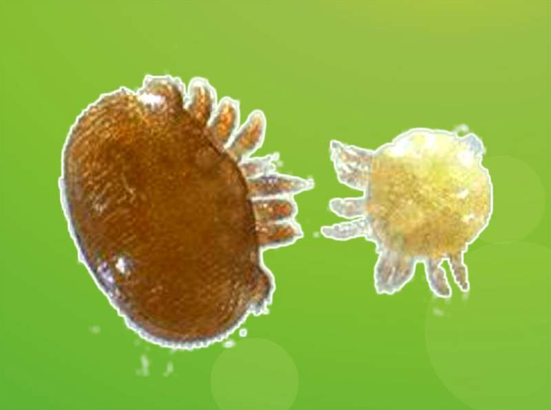 蜂螨是怎么產(chǎn)生的(蜂螨是怎么來的) 蜂螨是怎么產(chǎn)生的(蜂螨是怎么來的)