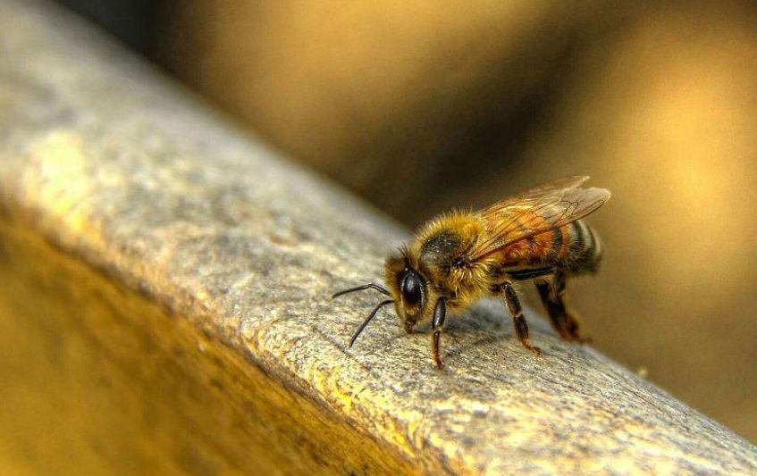 蜂螨是怎么產(chǎn)生的(蜂螨是怎么來的) 蜂螨是怎么產(chǎn)生的(蜂螨是怎么來的)