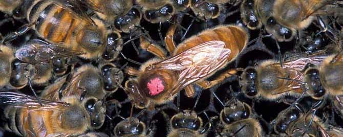 沒(méi)蜜蜂直接買(mǎi)個(gè)蜂王可以喂養(yǎng)嗎