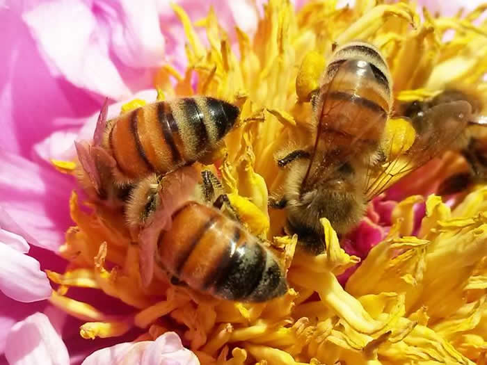 【蜜蜂知識】蜜蜂采蜜對花有什么好處？