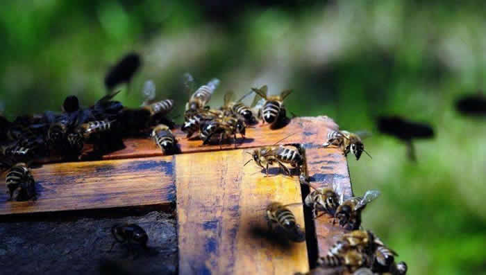 意大利蜜蜂什么時候秋繁？